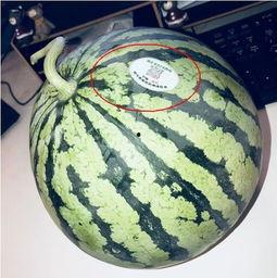 吃瓜网红 图片头像大全,趣味横生的形象盛宴 第2张 吃瓜网红 图片头像大全,趣味横生的形象盛宴 第2张