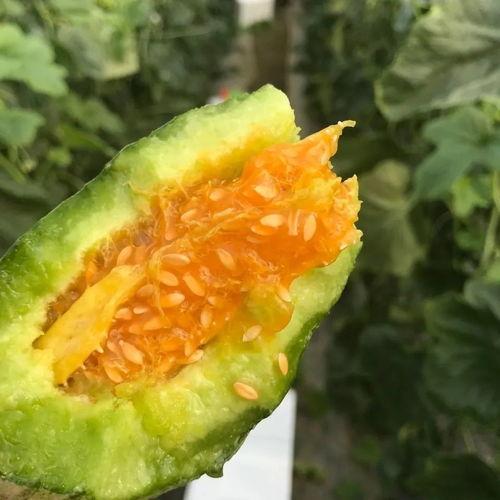 吃瓜网红 图片头像大全,趣味横生的形象盛宴 第3张 吃瓜网红 图片头像大全,趣味横生的形象盛宴 第3张