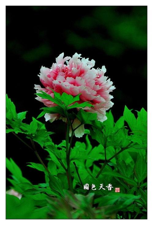 国色天香3最新爆料,神秘剧情揭秘,华丽阵容引期待! 第3张 国色天香3最新爆料,神秘剧情揭秘,华丽阵容引期待! 第3张