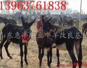 爆料大驴的视频播放,揭秘爆款视频背后的秘密  第3张