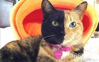 娱乐吃瓜君猫神,揭秘猫神背后的神秘故事  第2张