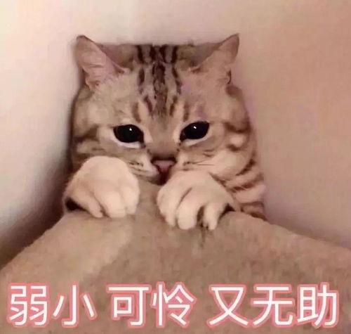 娱乐吃瓜君猫神,揭秘猫神背后的神秘故事  第3张