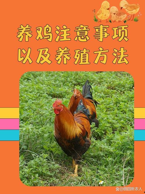 爆料养鸡套路视频大全集,养鸡套路视频大全集深度解析 第2张 爆料养鸡套路视频大全集,养鸡套路视频大全集深度解析 第2张