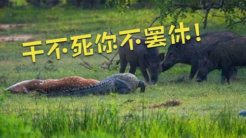 野猪部队在线观看,在线观看，揭秘特种兵的生死较量  第3张