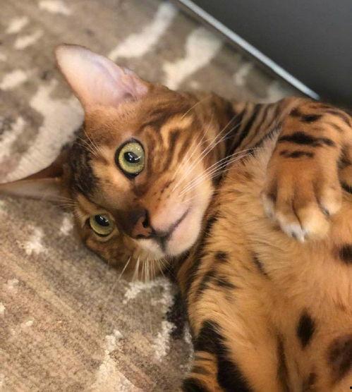 铲屎官爆料娱乐圈,铲屎官爆料的真实故事  第3张