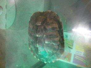 乌龟塌房爆料视频播放,乌龟塌房爆料视频引发网友热议 第2张 乌龟塌房爆料视频播放,乌龟塌房爆料视频引发网友热议 第2张