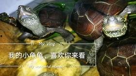 乌龟塌房爆料视频播放,乌龟塌房爆料视频引发网友热议 第3张 乌龟塌房爆料视频播放,乌龟塌房爆料视频引发网友热议 第3张