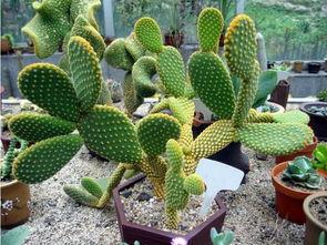 仙人掌吃瓜娱乐,仙人掌与瓜果的奇幻娱乐之旅 第2张 仙人掌吃瓜娱乐,仙人掌与瓜果的奇幻娱乐之旅 第2张