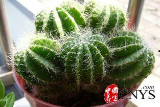 仙人掌吃瓜娱乐,仙人掌与瓜果的奇幻娱乐之旅 第3张 仙人掌吃瓜娱乐,仙人掌与瓜果的奇幻娱乐之旅 第3张