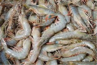 臭鱼烂虾爆料视频大全图片