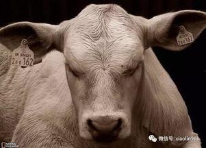 野生麒麟爆料图大全视频,揭秘野生麒麟神秘面纱  第3张