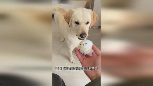 狗子的最新爆料是什么,揭秘娱乐圈惊人内幕  第2张