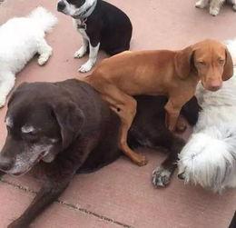 狗子的最新爆料是什么,揭秘娱乐圈惊人内幕  第3张