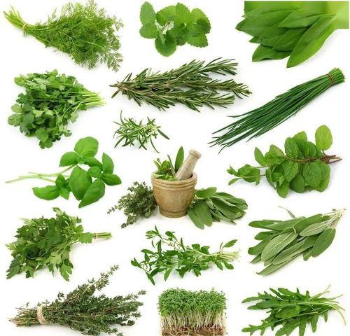 野菜生活爆料视频大全最新,揭秘大自然中的绿色宝藏