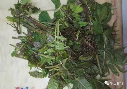 野菜生活爆料视频大全最新,揭秘大自然中的绿色宝藏  第2张