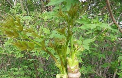 野菜生活爆料视频大全最新,揭秘大自然中的绿色宝藏  第3张