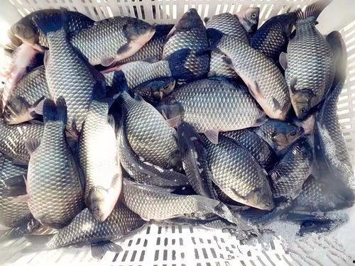 小鲫鱼爆料直播视频大全,揭秘幕后故事与精彩瞬间  第2张