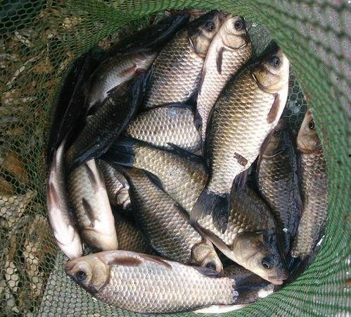 小鲫鱼爆料直播视频大全,揭秘幕后故事与精彩瞬间  第3张