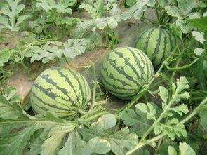 长西瓜特效圈内爆料,独家爆料带你领略神奇效果  第2张