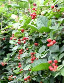 王老师爆料树莓视频,王老师独家爆料背后的故事 第2张 王老师爆料树莓视频,王老师独家爆料背后的故事 第2张