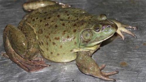 爆料养殖牛蛙视频,视频曝光惊人内幕