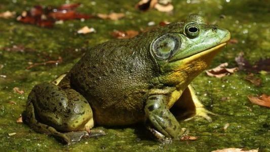 爆料养殖牛蛙视频,视频曝光惊人内幕  第2张