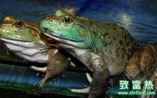 爆料养殖牛蛙视频,视频曝光惊人内幕  第3张