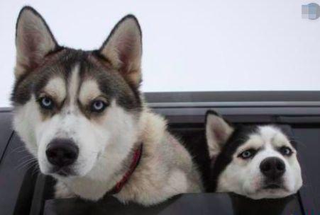 二哈吃瓜娱乐,揭秘娱乐圈那些不为人知的幕后故事 第2张 二哈吃瓜娱乐,揭秘娱乐圈那些不为人知的幕后故事 第2张