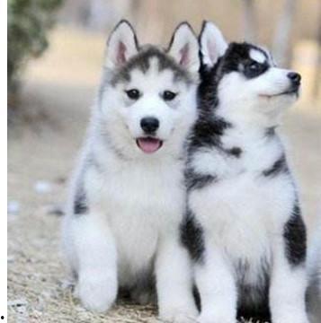 二哈吃瓜娱乐,揭秘娱乐圈那些不为人知的幕后故事 第3张 二哈吃瓜娱乐,揭秘娱乐圈那些不为人知的幕后故事 第3张