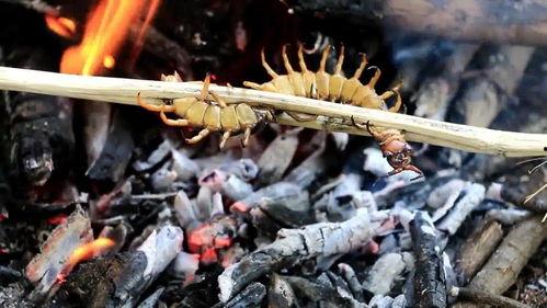 人体蜈蚣在线观看完整,惊悚悬疑,揭秘人体极限的恐怖实验 第3张 人体蜈蚣在线观看完整,惊悚悬疑,揭秘人体极限的恐怖实验 第3张